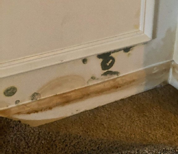 Mold growing after flooding