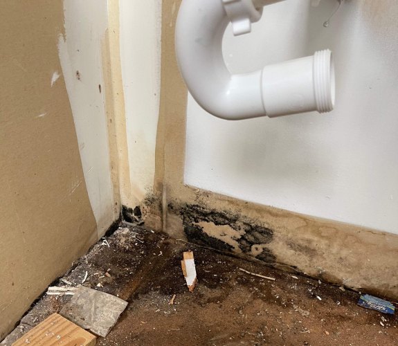 Mold growing where flooding occurred