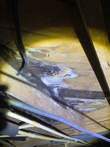 Mold growing in a crawl space. that needs mold remediation.