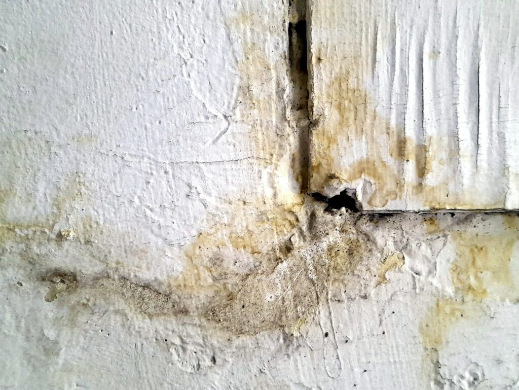 Mold growing within cracks of a wall