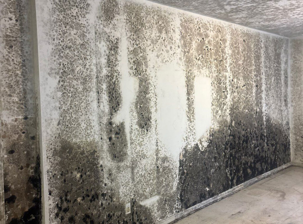 Basement wall and ceiling covered in mold