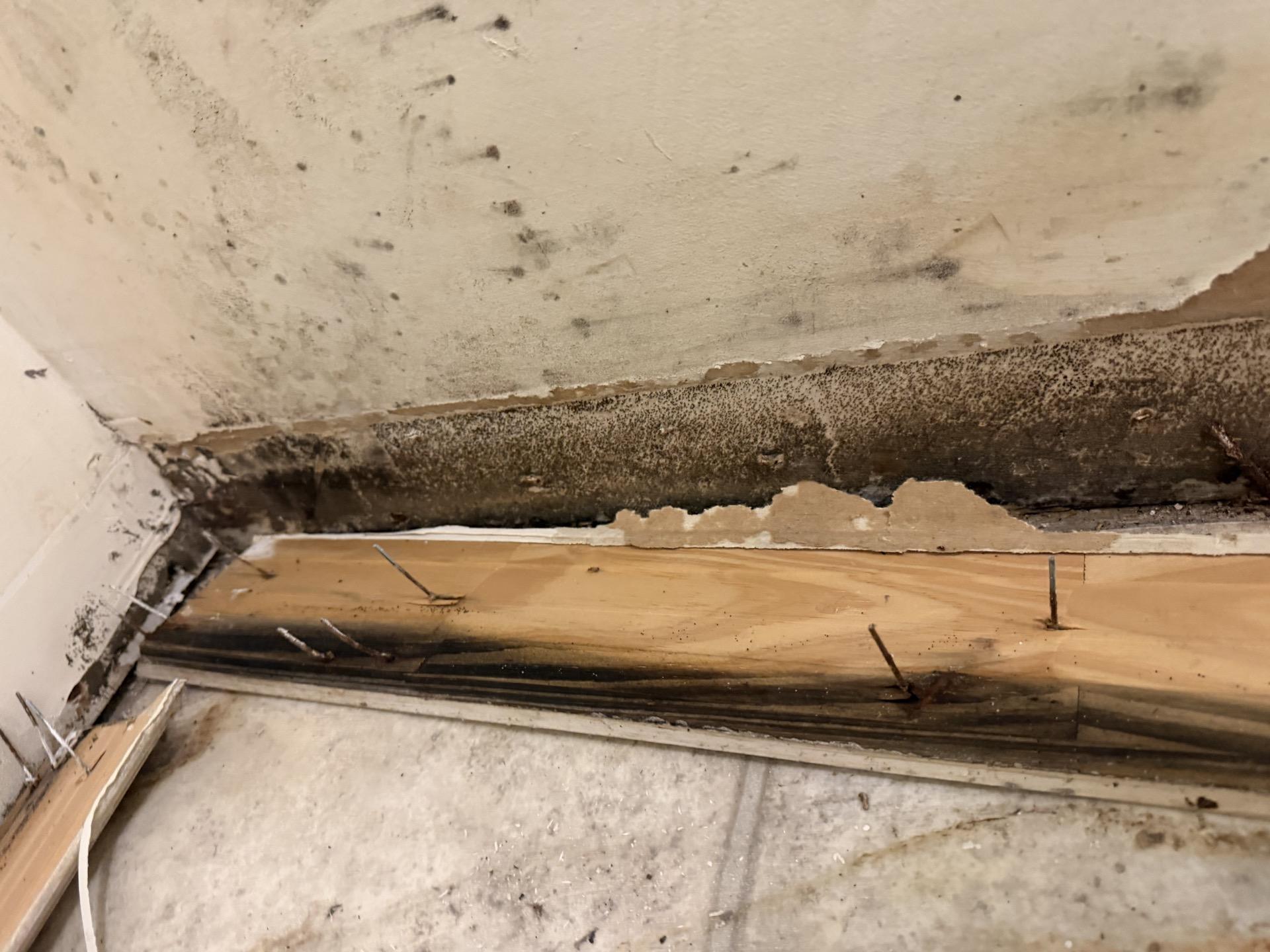 Mold after water damage.